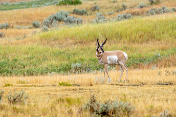 Fototapeta premium Pronghorn
