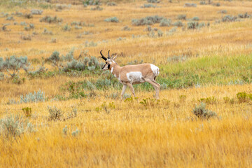 Pronghorn