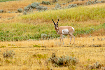 Fototapeta premium Pronghorn