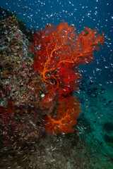 Red soft coral surrounded by fish