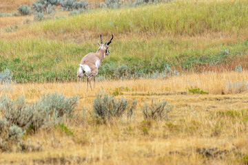 Pronghorn