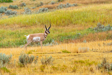 Pronghorn