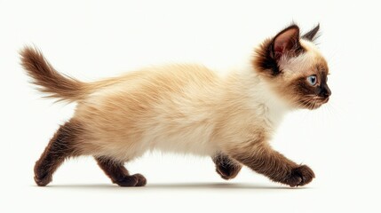 Obraz premium Adorable Kitten in Motion