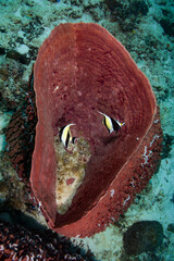 Tube coral with two Moorish idols inside