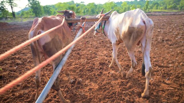 Bulls plow a field preparing it while planting