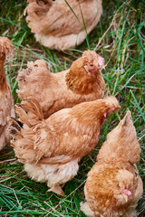 Healthy Beijing chicken walking on the grass in a free-range state