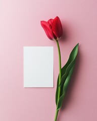 Fototapeta premium A vibrant red tulip rests beside a blank white card on a soft pink surface, embodying the essence of love and heartfelt messages for Valentine's Day.