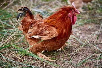 Fototapeta premium Healthy Beijing chicken walking on the grass in a free-range state