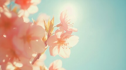 A macro shot of delicate cherry blossoms against a bright blue spring sky.