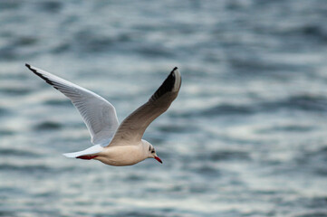 seagull in flight