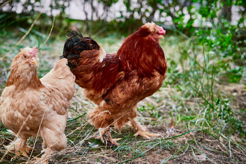 Fototapeta premium Healthy Beijing chicken walking on the grass in a free-range state