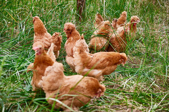 Healthy Beijing chicken walking on the grass in a free-range state