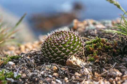 Orostachys spinosa in its first year of life