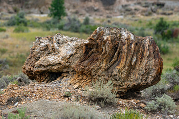 Petrified Forest