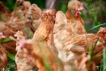 Healthy Beijing chicken walking on the grass in a free-range state