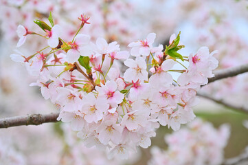 Japanese cherry Blossom (Sakura tree) spring season or hanabi season in japan, outdoor pastel color background