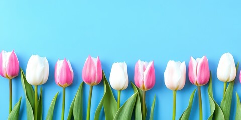 A delightful arrangement of pink and white tulips blooms vibrantly against a serene blue backdrop, creating a romantic scene perfect for Valentine's Day.