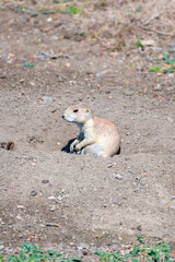Black-tailed Praire Dog
