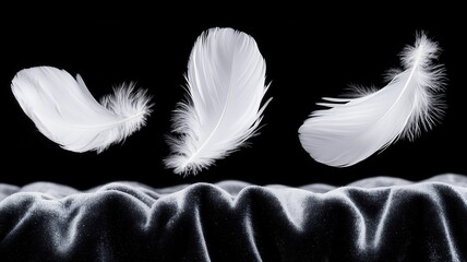 Obraz premium Soft material sensory concept. Three delicate white feathers gently floating above a textured surface against a dark background.