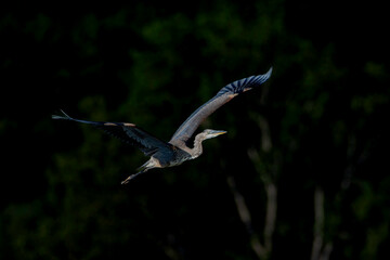 A great blue heron, Ardea herodias, flies over a wetland near Grand Haven, Michigan