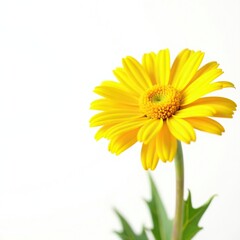Bright yellow calendula flower against a white background, nature, garden