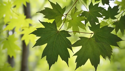Maple leaves  Forest background in springtime with fresh green