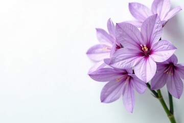 Fototapeta premium Delicate purple flowers on a white background, botanical, flowers