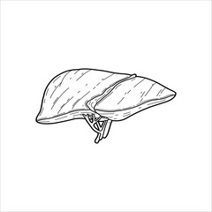 Liver sketch drawing artwork handmade illustration