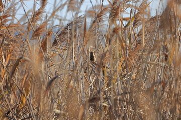Fototapeta premium Winter Japanese pampas grass and Protected-colored Common Reed Bunting 