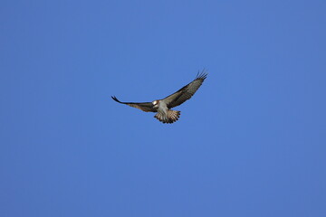 Osprey aiming at the fish of its prey at Kakogawa River Estuary