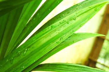 Pandanus or Pandan leaves, Fragrant pandan leaves full of raindrops and morning dew