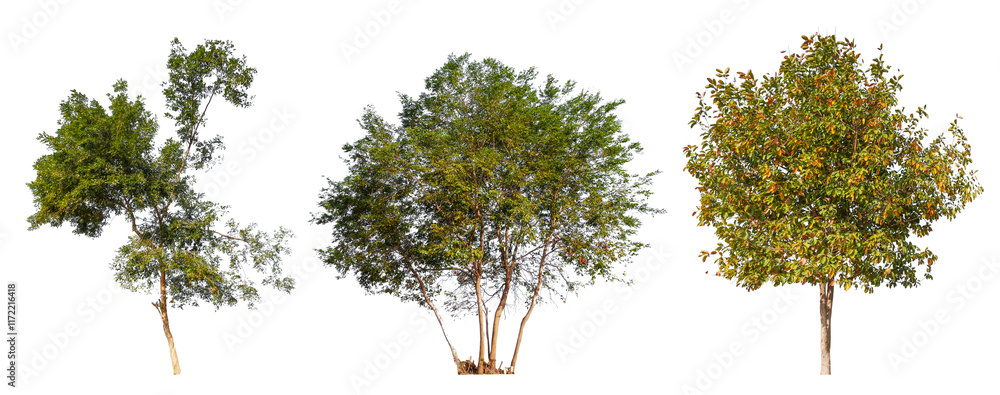 Poster collection tree png transparent background, high qaulity tree removed original background