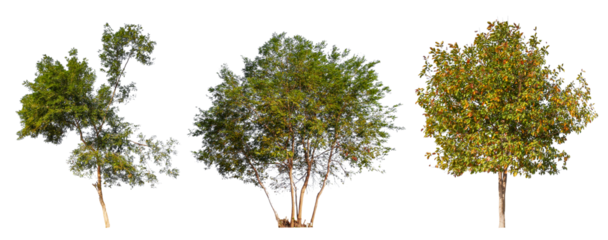 collection tree PNG transparent background, high qaulity tree removed original background