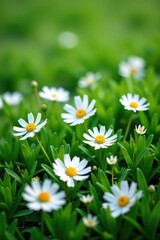 Fototapeta premium Soft petals of white flowers scattered on green grass, nature, wildflowers, petals