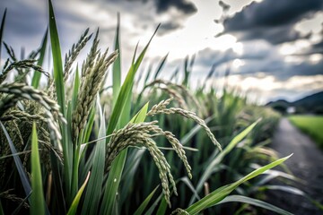 Fototapeta premium Stunning tilt-shift macro: idyllic paddy fields, rich green rice swaying beneath a clear blue sky.