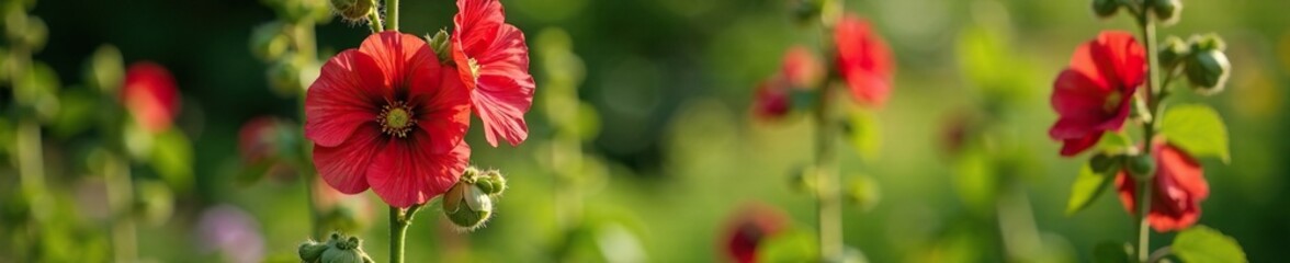 Fototapeta premium Tall hollyhock plant with red flowers and green leaves, garden, flower