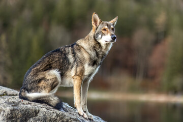 Autumnal portrait of a wolf dog hybrid outdoors