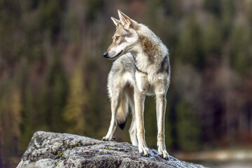 Fototapeta premium Autumnal portrait of a wolf dog hybrid outdoors
