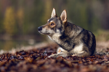 Autumnal portrait of a wolf dog hybrid outdoors