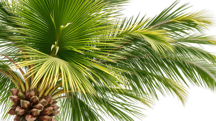 A palm tree swaying gently in the wind, highly detailed 8K, bright and vibrant, isolated on white background