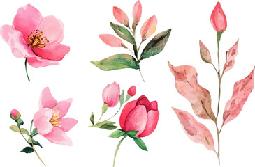 set of pink tulips