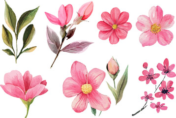 pink and white flowers