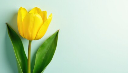 Yellow tulip with large green leaf spread around it, spread, foliage