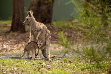 A female Eastern grey kangaroo (Macropus giganteus) with Joey. Late afternoon. Victoria.