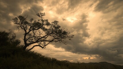 Fototapeta premium Solitary Tree Against Dramatic Sky