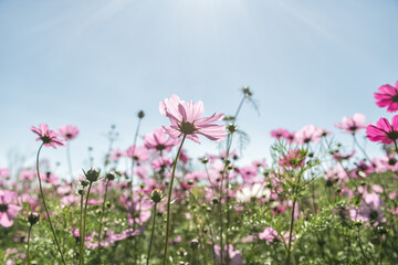 Fototapeta premium Beautiful cosmos flowers blooming in garden with sun. Nature background.