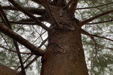 Close-Up View of Tree Bark and Branches in Nature