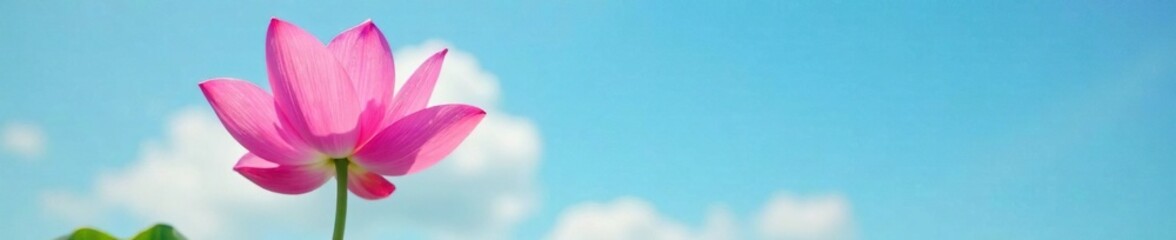 Naklejka premium Soft pink petals against a blue sky background, lotus, pink