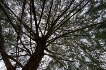 Obraz premium Low Resolution Tree with Branches in a Natural Setting