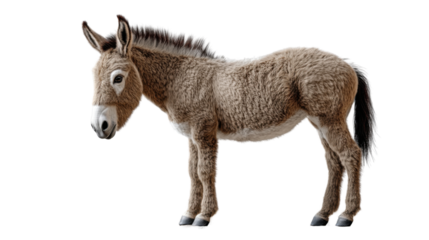 view of a donkey isolated on white background